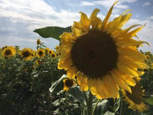 Sunflowers at Rhossili